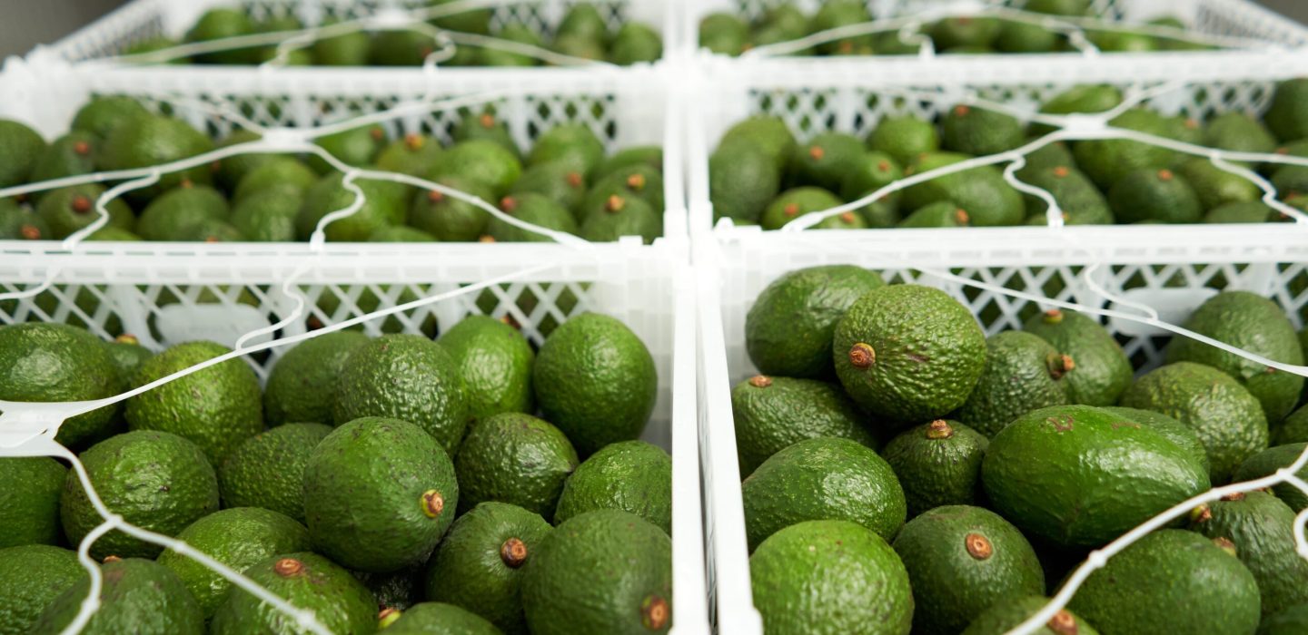 green-avocado-large-baskets