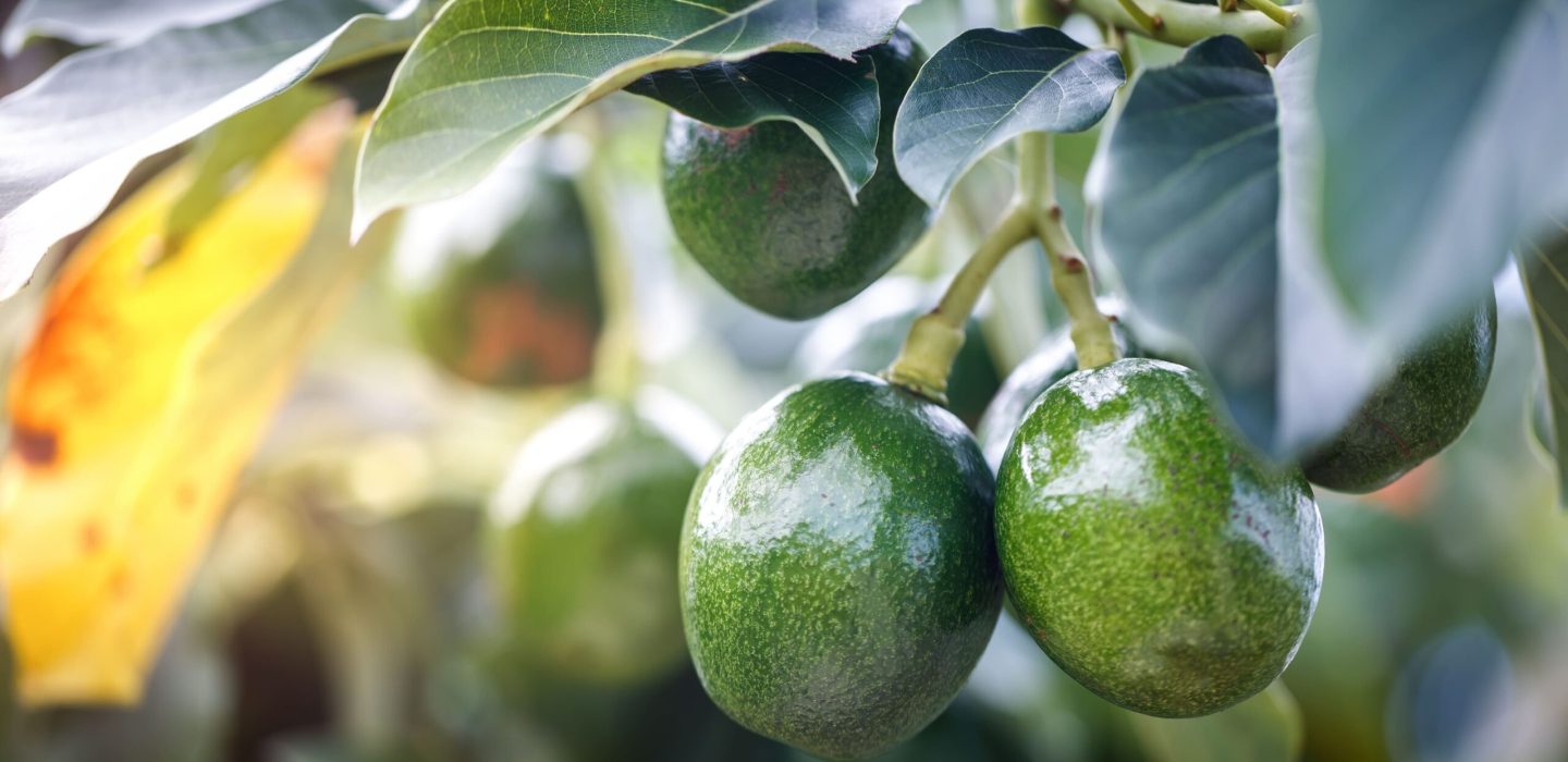 ripe-avocados-fruit-hanging-branch