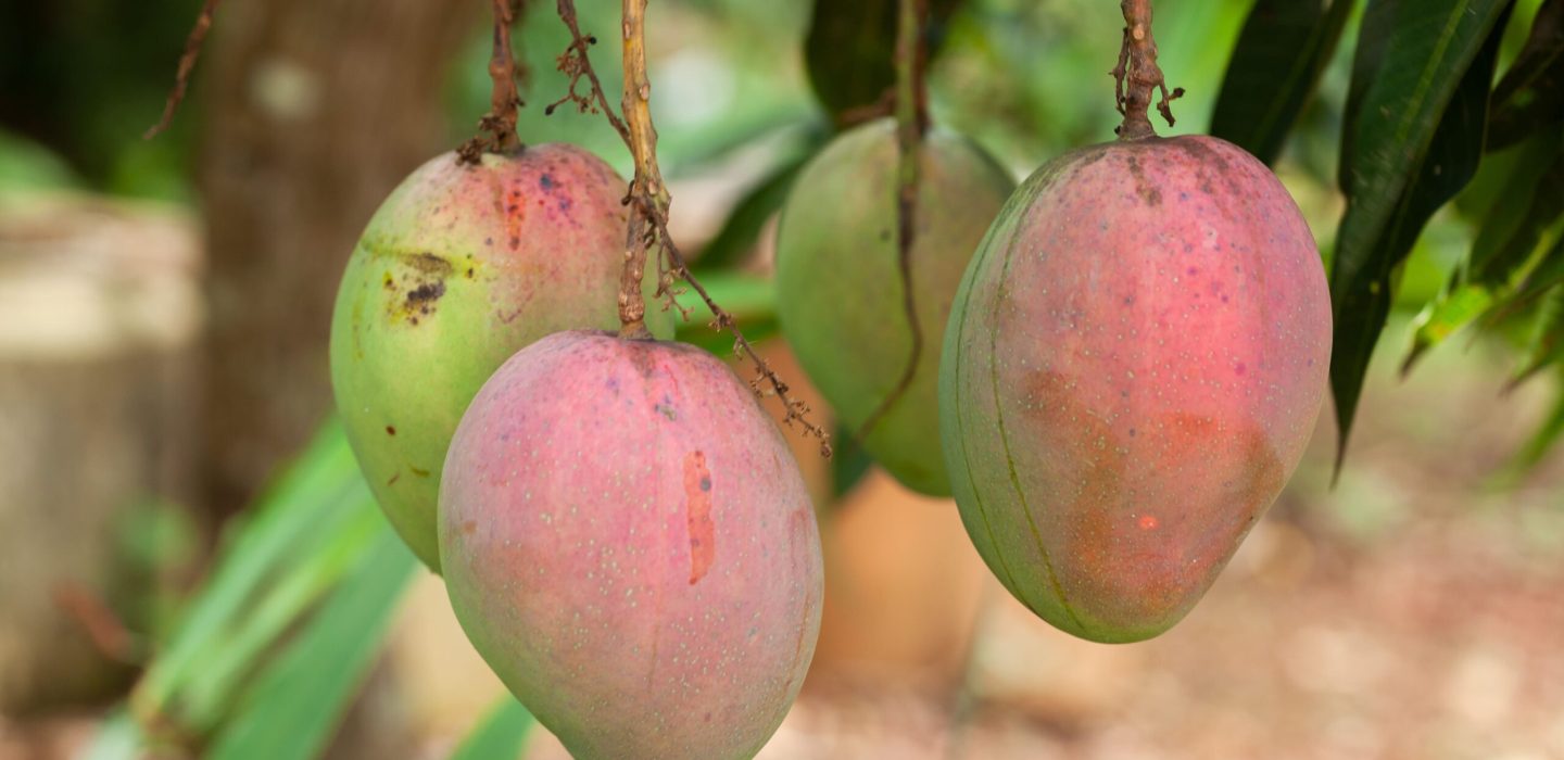 ripe-mango-fruits-tree