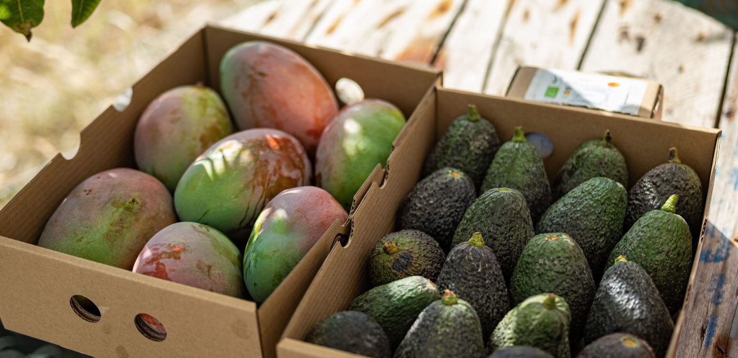 tropical-fruit-boxes-mago-avocado-harvested-organic-sustainable-field